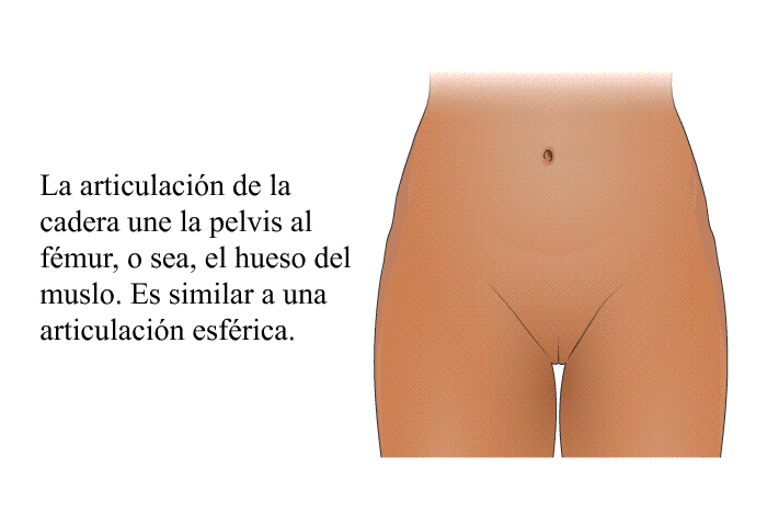 La articulaci�n de la cadera une la pelvis al f�mur, o sea, el hueso del muslo. Es similar a una articulaci�n esf�rica.