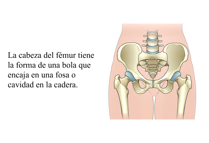 La cabeza del f�mur tiene la forma de una bola que encaja en una fosa o cavidad en la cadera.