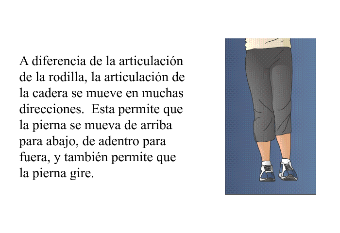 A diferencia de la articulaci�n de la rodilla, la articulaci�n de la cadera se mueve en muchas direcciones. Esta permite que la pierna se mueva de arriba para abajo, de adentro para fuera, y tambi�n permite que la pierna gire.