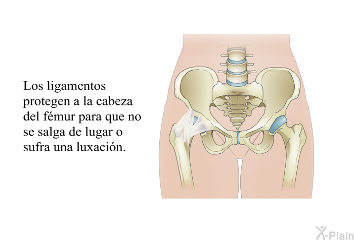 Los ligamentos protegen a la cabeza del f�mur para que no se salga de lugar o sufra una luxaci�n.