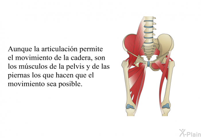 Aunque la articulaci�n permite el movimiento de la cadera, son los m�sculos de la pelvis y de las piernas los que hacen que el movimiento sea posible.