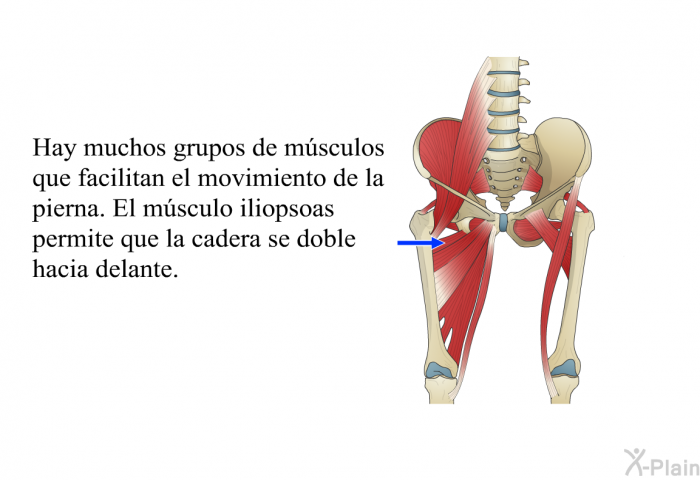Hay muchos grupos de m�sculos que facilitan el movimiento de la pierna. El m�sculo iliopsoas permite que la cadera se doble hacia delante.