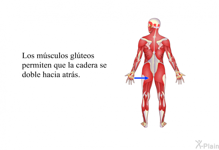Los m�sculos gl�teos permiten que la cadera se doble hacia atr�s.