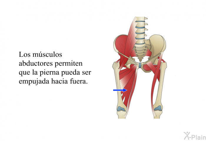 Los m�sculos abductores permiten que la pierna pueda ser empujada hacia fuera.