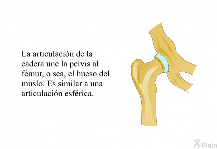 La articulaci�n de la cadera une la pelvis al f�mur, o sea, el hueso del muslo. Es similar a una articulaci�n esf�rica.