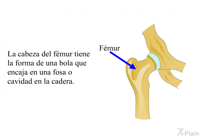 La cabeza del fmur tiene la forma de una bola que encaja en una fosa o cavidad en la cadera.