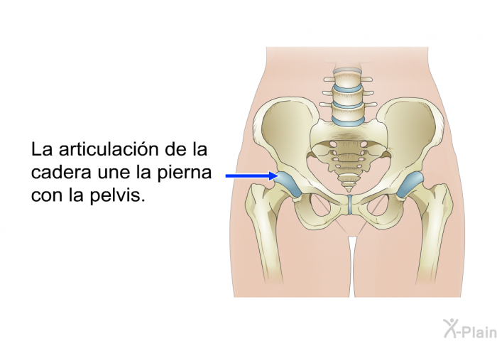 La articulacin de la cadera une la pierna con la pelvis.