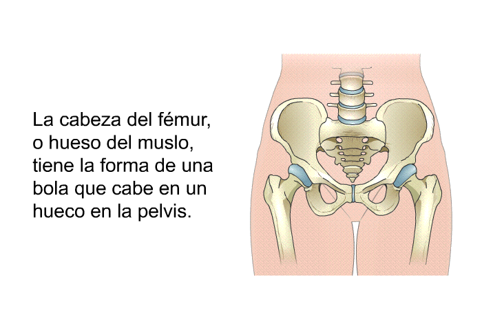 La cabeza del fmur, o hueso del muslo, tiene la forma de una bola que cabe en un hueco en la pelvis.