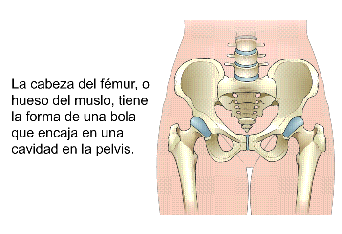 La cabeza del fmur, o hueso del muslo, tiene la forma de una bola que encaja en una cavidad en la pelvis.