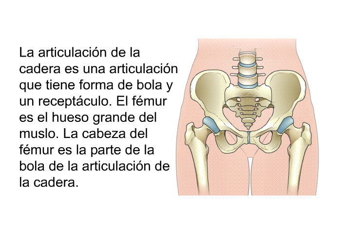 La articulacin de la cadera es una articulacin que tiene forma de bola y un receptculo. El fmur es el hueso grande del muslo. La cabeza del fmur es la parte de la bola de la articulacin de la cadera.