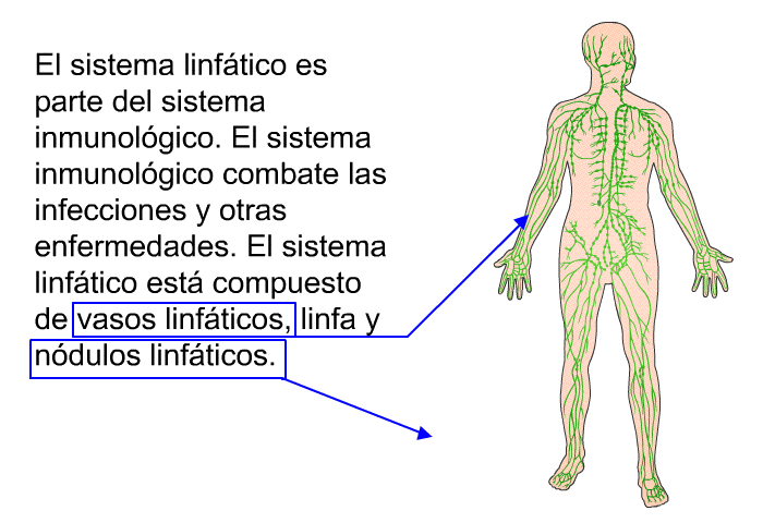 El sistema linftico es parte del sistema inmunolgico. El sistema inmunolgico combate las infecciones y otras enfermedades. El sistema linftico est compuesto de vasos linfticos, linfa y ndulos linfticos.