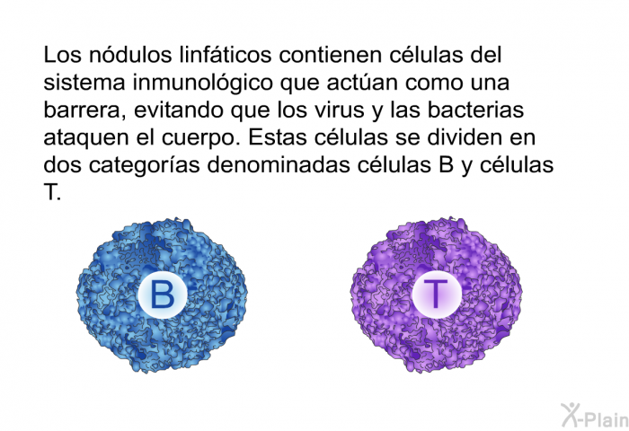 Los ndulos linfticos contienen clulas del sistema inmunolgico que actan como una barrera, evitando que los virus y las bacterias ataquen el cuerpo. Estas clulas se dividen en dos categoras denominadas clulas B y clulas T.