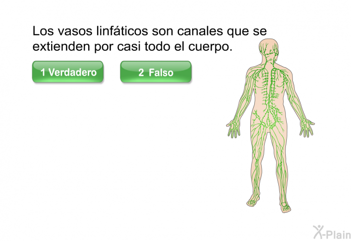 Los vasos linfticos son canales que se extienden por casi todo el cuerpo.