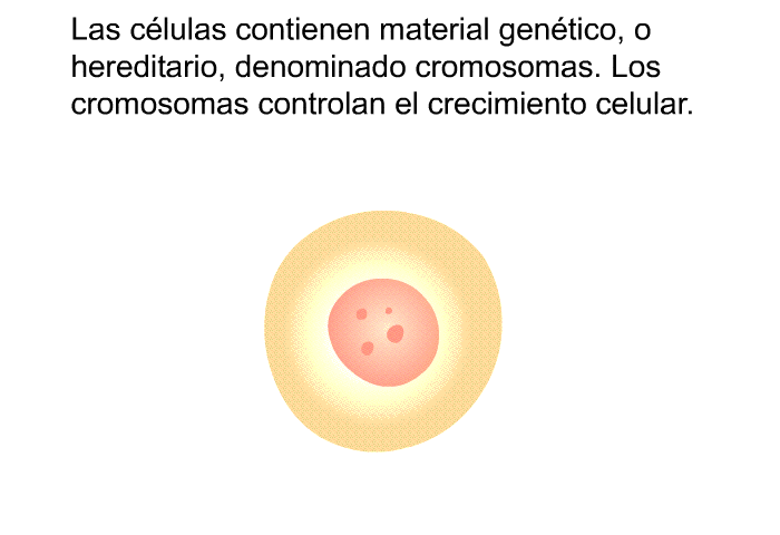 Las clulas contienen material gentico, o hereditario, denominado cromosomas. Los cromosomas controlan el crecimiento celular.