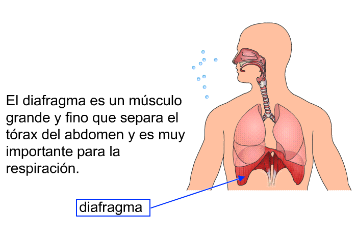 El diafragma es un msculo grande y fino que separa el trax del abdomen y es muy importante para la respiracin.