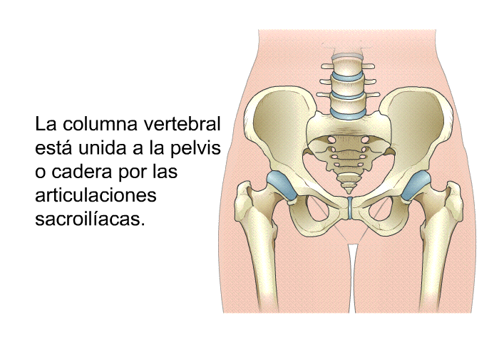 La columna vertebral est unida a la pelvis o cadera por las articulaciones sacroilacas.