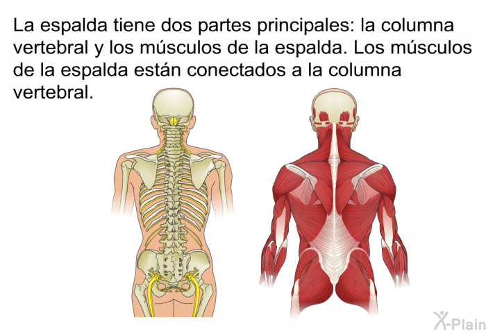 La espalda tiene dos partes principales: la columna vertebral y los msculos de la espalda. Los msculos de la espalda estn conectados a la columna vertebral.