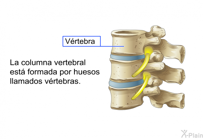 La columna vertebral est formada por huesos llamados vrtebras.