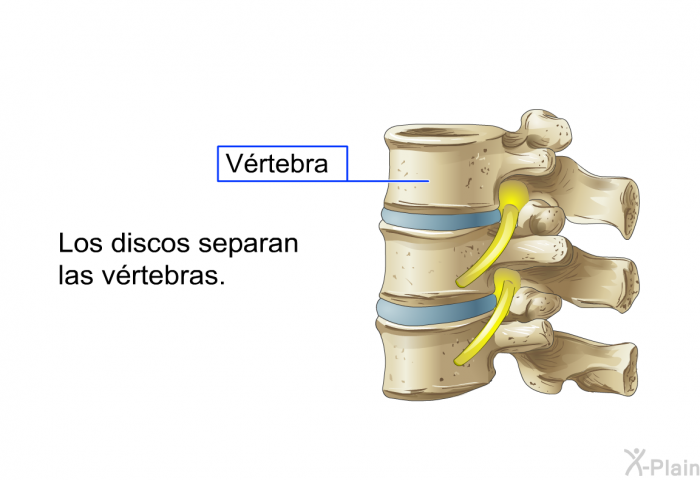 Los discos separan las vrtebras.