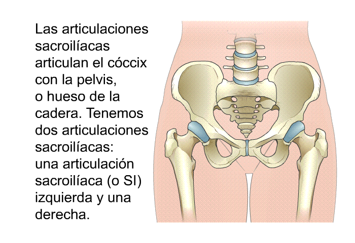 Las articulaciones sacroil�acas articulan el c�ccix con la pelvis, o hueso de la cadera. Tenemos dos articulaciones sacroil�acas : una articulaci�n sacroil�aca (o SI) izquierda y una derecha.