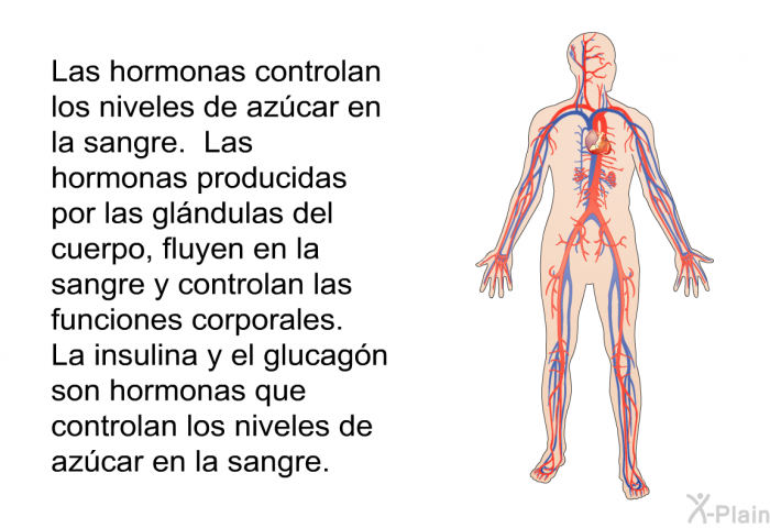 Las hormonas controlan los niveles de azcar en la sangre. Las hormonas producidas por las glndulas del cuerpo fluyen en la sangre y controlan las funciones corporales. La insulina y el glucagn son hormonas que controlan los niveles de azcar en la sangre.