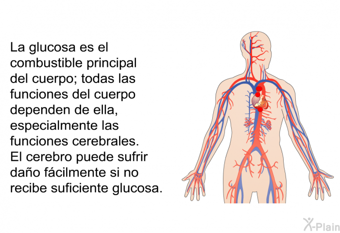 La glucosa es el combustible principal del cuerpo; todas las funciones del cuerpo dependen de ella, especialmente las funciones cerebrales. El cerebro puede sufrir dao fcilmente si no recibe suficiente glucosa.