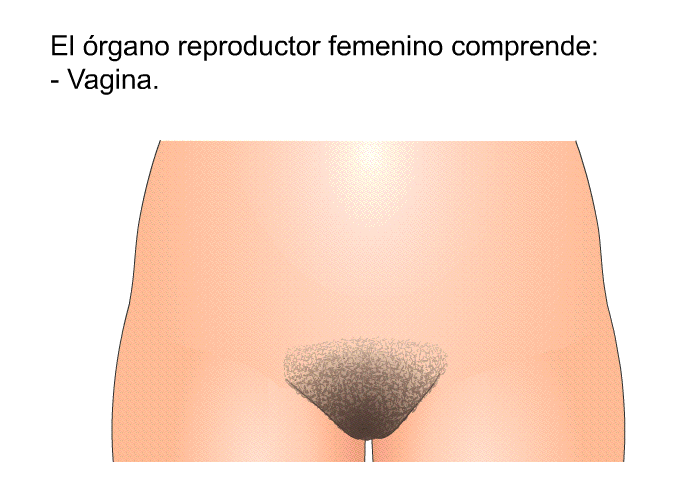 El rgano reproductor femenino comprende:  Vagina.
