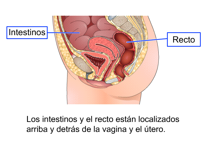 Los intestinos y el recto estn localizados arriba y detrs de la vagina y el tero.