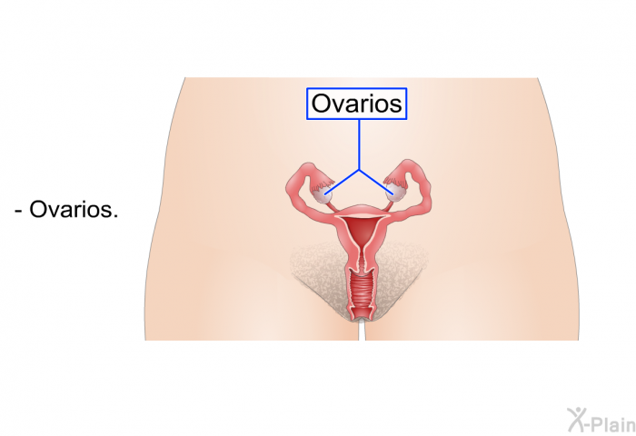 Ovarios.