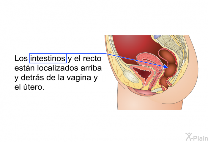 Los intestinos y el recto estn localizados arriba y detrs de la vagina y el tero.