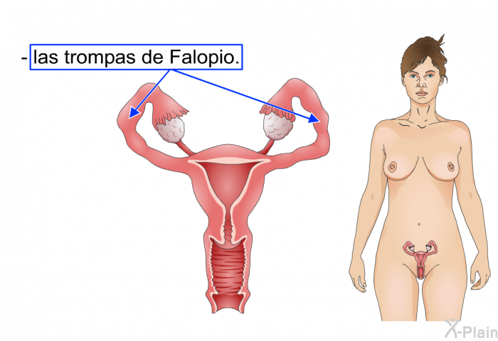 las trompas de Falopio.