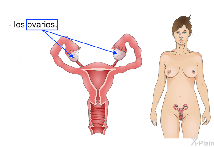 los ovarios.