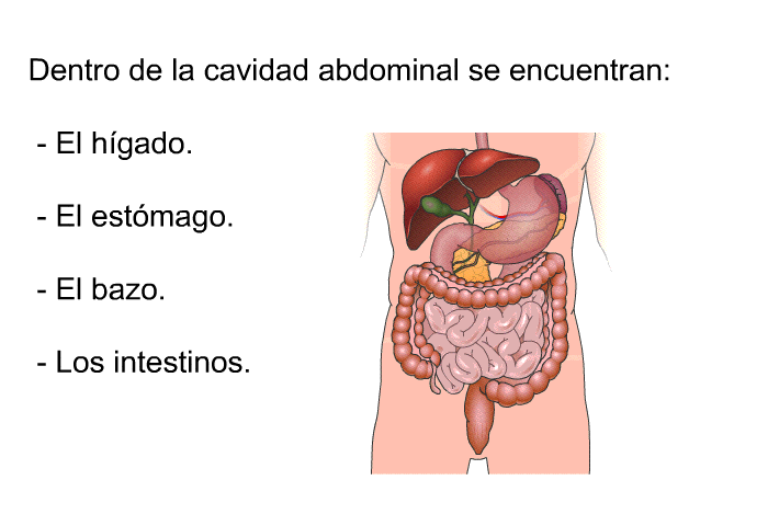 Dentro de la cavidad abdominal se encuentran:  El hgado. El estmago. El bazo. Los intestinos.