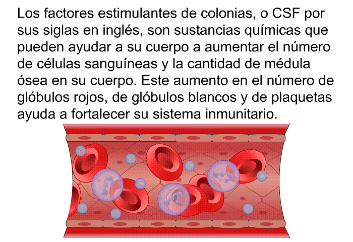 Los factores estimulantes de colonias, o CSF por sus siglas en ingls, son sustancias qumicas que pueden ayudar a su cuerpo a aumentar el nmero de clulas sanguneas y la cantidad de mdula sea en su cuerpo. Este aumento en el nmero de glbulos rojos, de glbulos blancos y de plaquetas ayuda a fortalecer su sistema inmunitario.