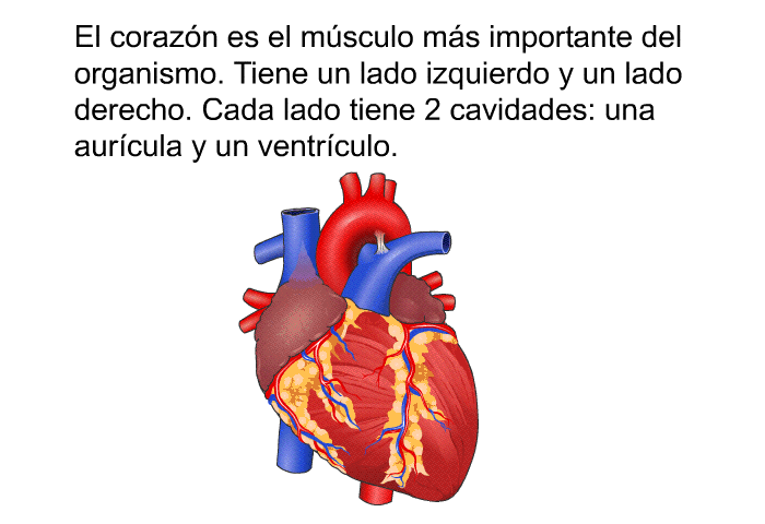 El corazn es el msculo ms importante del organismo. Tiene un lado izquierdo y un lado derecho. Cada lado tiene 2 cavidades: una aurcula y un ventrculo. 