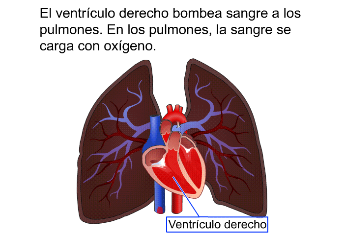 El ventrculo derecho bombea sangre a los pulmones. En los pulmones, la sangre se carga con oxgeno.