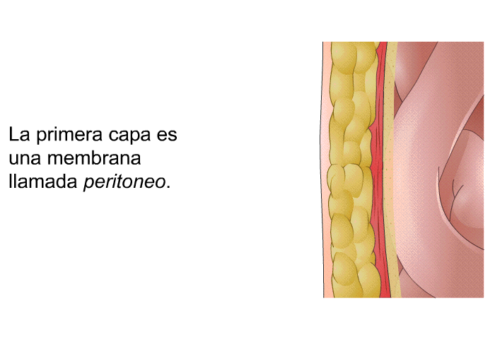 La primera capa es una membrana llamada peritoneo.