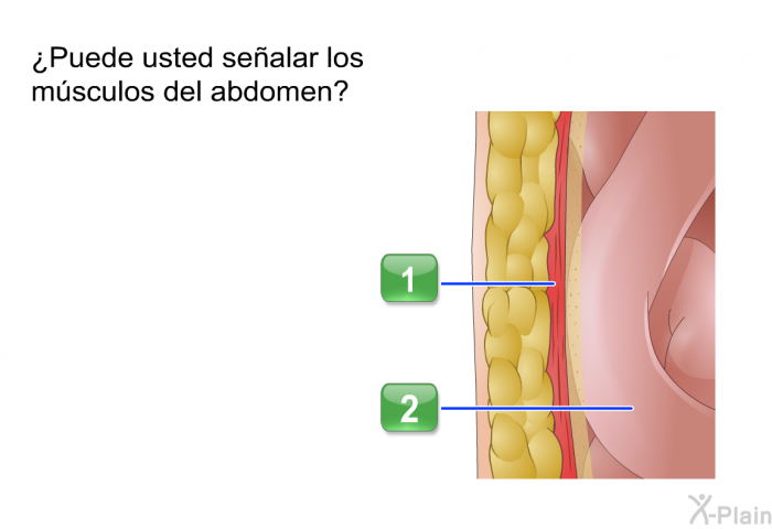 ¿Puede usted sealar los msculos del abdomen?