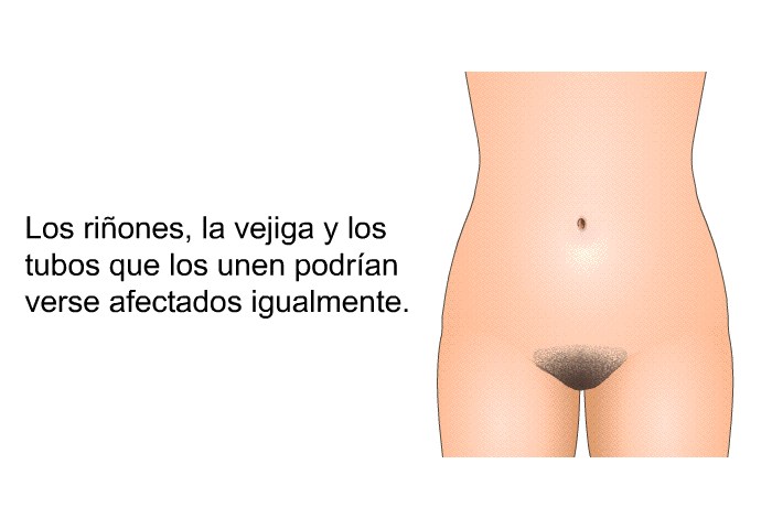 Los riones, la vejiga y los tubos que los unen podran verse afectados igualmente.