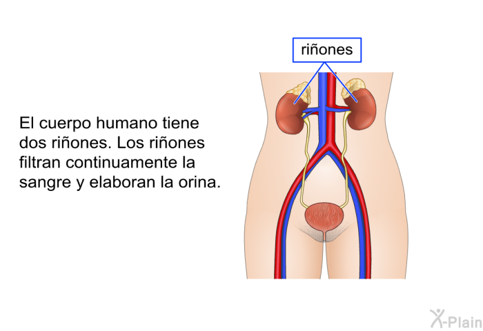 El cuerpo humano tiene dos riones. Los riones filtran continuamente la sangre y elaboran la orina.