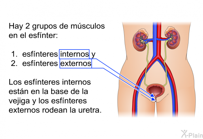 Hay 2 grupos de msculos en el esfnter:  esfnteres internos y esfnteres externos  
 Los esfnteres internos estn en la base de la vejiga y los esfnteres externos rodean la uretra.