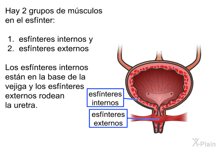 Hay 2 grupos de msculos en el esfnter:  esfnteres internos y esfnteres externos  
 Los esfnteres internos estn en la base de la vejiga y los esfnteres externos rodean la uretra.