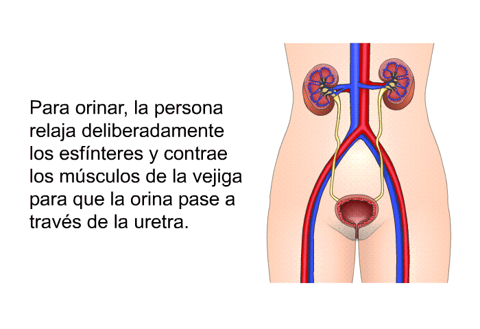 Para orinar, la persona relaja deliberadamente los esfnteres y contrae los msculos de la vejiga para que la orina pase a travs de la uretra.