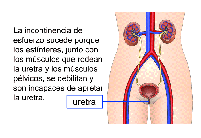 La incontinencia de esfuerzo sucede porque los esfnteres, junto con los msculos que rodean la uretra y los msculos plvicos, se debilitan y son incapaces de apretar la uretra.