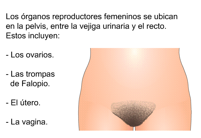 Los rganos reproductores femeninos se ubican en la pelvis, entre la vejiga urinaria y el recto. Estos incluyen:   Los ovarios.  Las trompas de Falopio.  El tero. La vagina.
