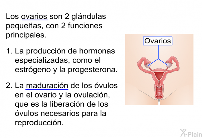 Los ovarios son 2 glndulas pequeas, con 2 funciones principales.   La produccin de hormonas especializadas, como el estrgeno y la progesterona. La maduracin de los vulos en el ovario y la ovulacin, que es la liberacin de los vulos necesarios para la reproduccin.