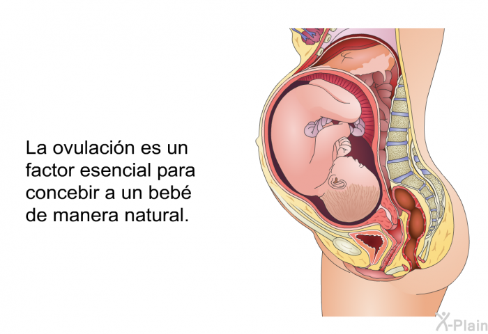 La ovulacin es un factor esencial para concebir a un beb de manera natural.
