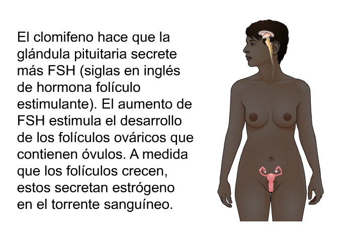 El clomifeno hace que la gl�ndula pituitaria secrete m�s FSH (siglas en ingl�s de hormona fol�culo estimulante). El aumento de FSH estimula el desarrollo de los fol�culos ov�ricos que contienen �vulos. A medida que los fol�culos crecen, estos secretan estr�geno en el torrente sangu�neo.