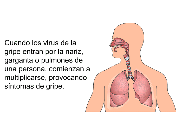 Cuando los virus de la gripe entran por la nariz, garganta o pulmones de una persona, comienzan a multiplicarse, provocando sntomas de gripe.