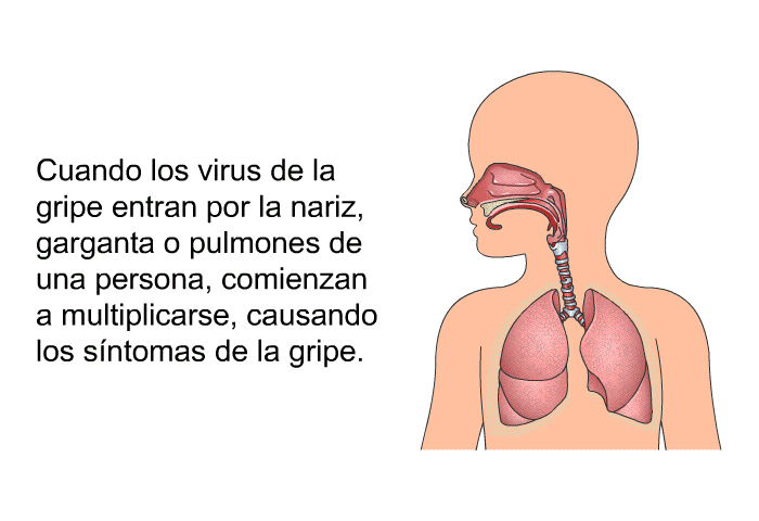 Cuando los virus de la gripe entran por la nariz, garganta o pulmones de una persona, comienzan a multiplicarse, causando los sntomas de la gripe.